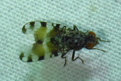 Pseudotephritis vau