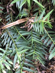 Maxillaria