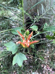 Passiflora herbertiana