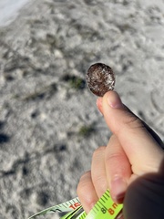 Dalbergia ecastaphyllum