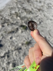 Dalbergia ecastaphyllum