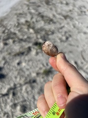 Dalbergia ecastaphyllum