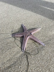 Astropecten