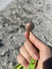 Dalbergia ecastaphyllum