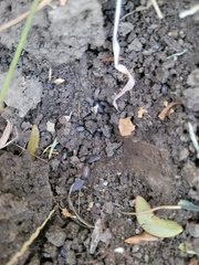 Armadillidium nasatum