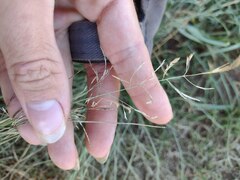 Eragrostis tenuifolia