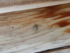 Habronattus decorus