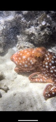 Callistoctopus