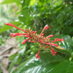 Odontonema
