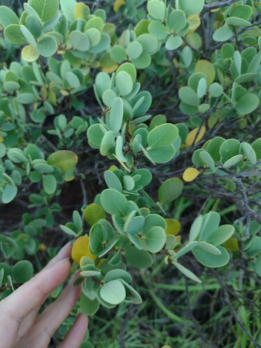 hillside false ohelo (Wikstroemia uva-ursi)