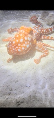 Callistoctopus