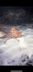 Callistoctopus