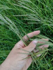 Bothriochloa pertusa