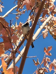 Passer domesticus