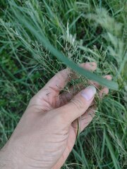 Eragrostis tenuifolia