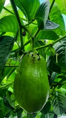 Passiflora quadrangularis