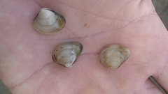 Polymesoda floridana