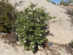 Euphorbia tomentulosa