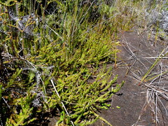 Lateristachys lateralis