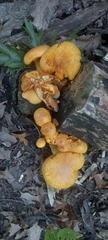 Gymnopilus subspectabilis