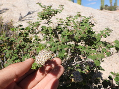 Euphorbia tomentulosa