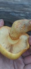 Gymnopilus subspectabilis
