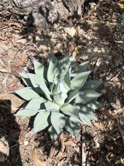 Agave