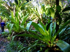 Brocchinia micrantha