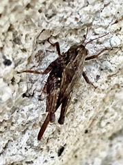 Tettigidea