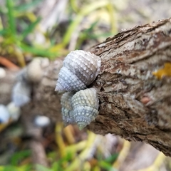 Cenchritis muricatus