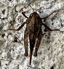 Tettigidea