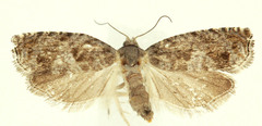 Epinotia solicitana