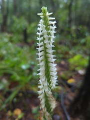 Spiranthes odorata