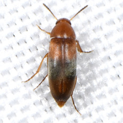 Anaspis