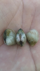 Polymesoda floridana