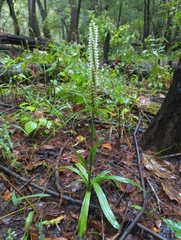 Spiranthes odorata