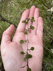 Coprosma tenuicaulis