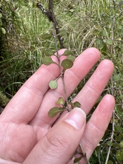 Coprosma tenuicaulis