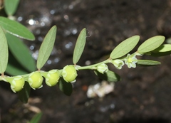 Phyllanthus debilis