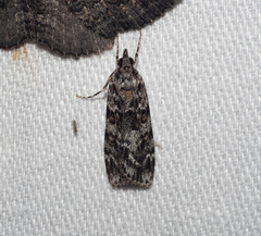 Scoparia chiasta
