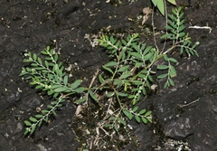 Phyllanthus debilis