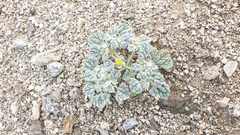 Psathyrotes ramosissima