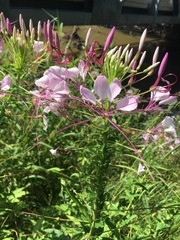 Cleome houtteana