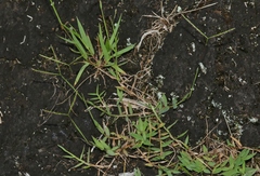 Digitaria fuscescens