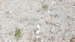 Psathyrotes ramosissima