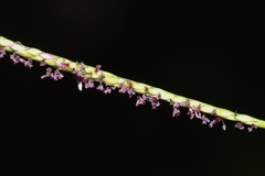 Digitaria fuscescens