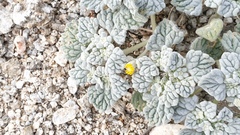 Psathyrotes ramosissima