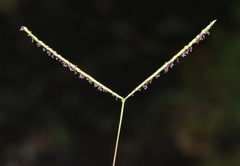 Digitaria fuscescens