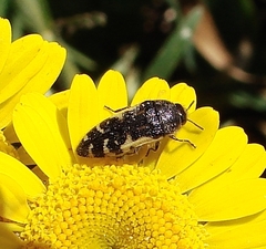 Acmaeodera pulchella