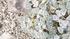 Psathyrotes ramosissima